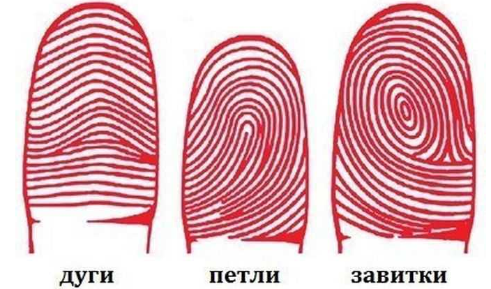 Типы узоров на отпечатке пальцев