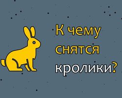 Снится кролик — женщине, девушке, мужчине, парню, белый, черный, серый кролик: трактовка