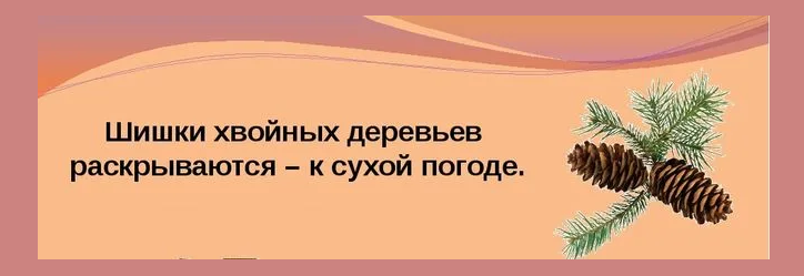 Раскрываются шишки хвойных деревьев