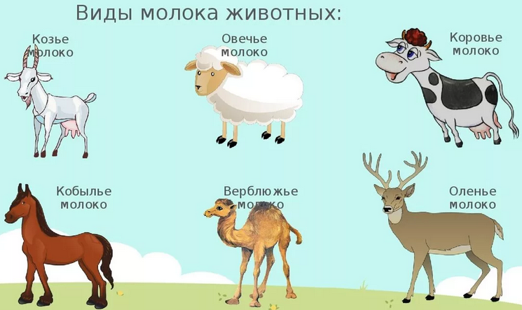 Молоко этих животных пьют люди