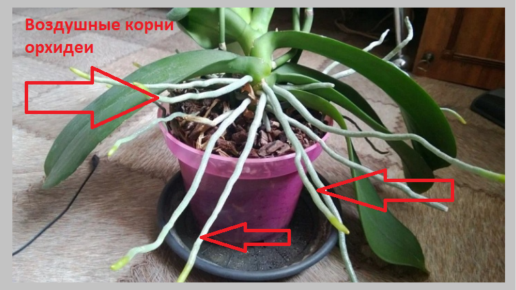 Воздушные корни орхидеи