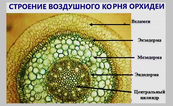 Строение воздушного корня орхидеи