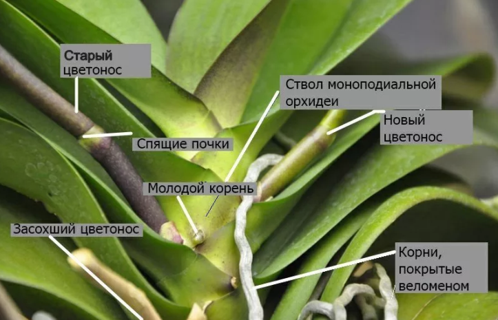Воздушные корни орхидеи