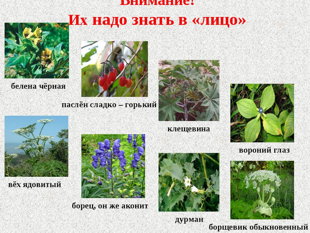 Окружающий мир — «Признаки ядовитых растений»: памятка