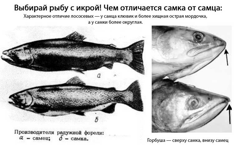 Отличие самки и самца у лососевых