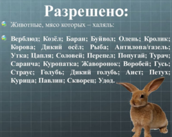 Можно ли есть мясо кролика мусульманам: какое мясо халяль?
