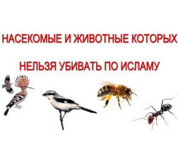 Можно ли убивать насекомых в Исламе: что об этом говорится в Коране?