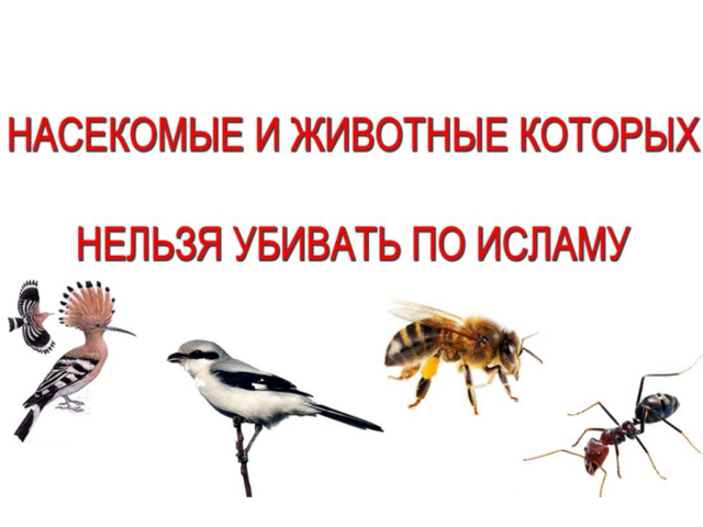 Можно ли убивать насекомых в Исламе: что об этом говорится в Коране?