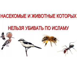 Можно ли убивать мышей, крыс, летучих мышей, ящериц, змей, птиц, ворон по Исламу? Животные которых можно и нельзя убивать в Исламе