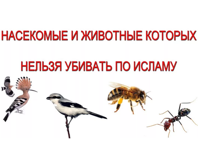 Можно ли убивать мышей, крыс, летучих мышей, ящериц, змей, птиц, ворон по Исламу? Животные которых можно и нельзя убивать в Исламе