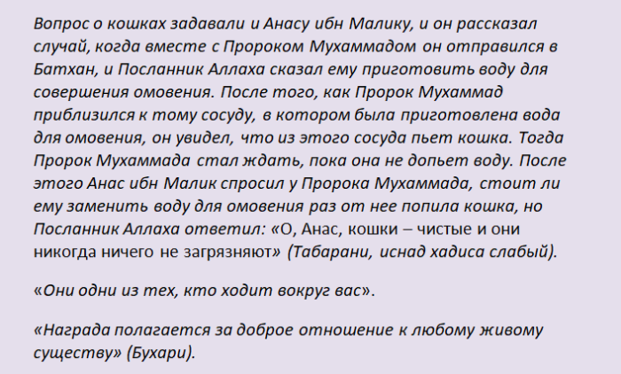 Хадисы про кошек
