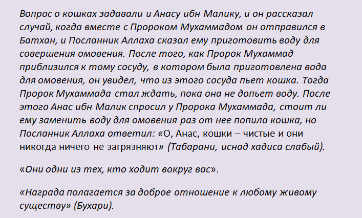 Хадисы про кошек