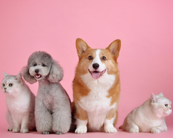 «Окружающий мир» — как составить рассказ о домашнем животном: пример сочинения