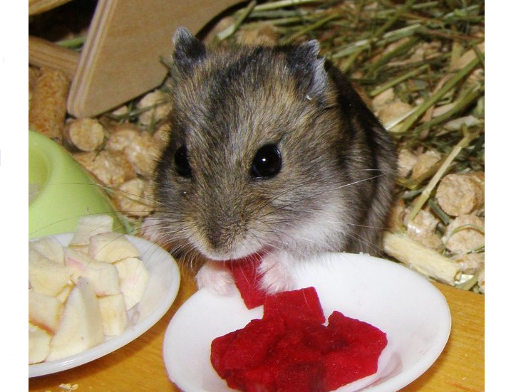 Хомяк — домашний питомец