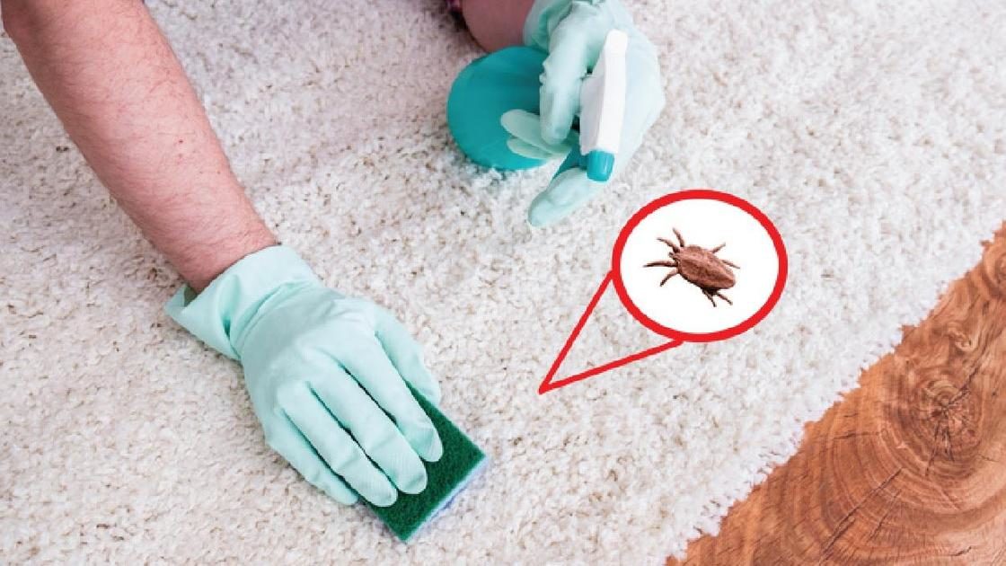 Избавление от блох
