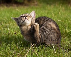 Могут ли кошачьи блохи перейти к человеку? Кошачьи блохи опасны для человека или нет?
