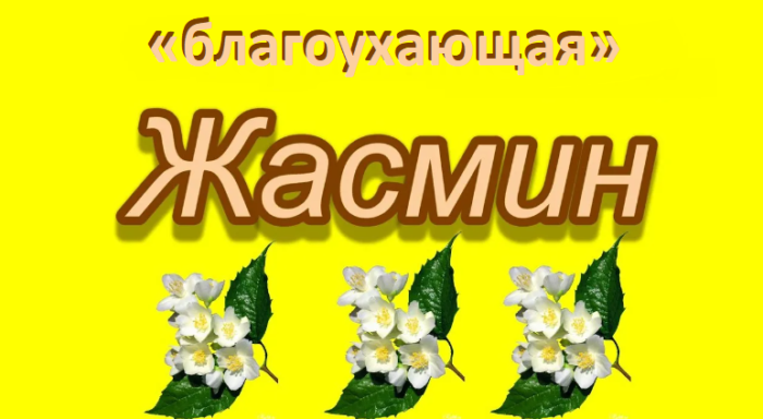 Имя жасмин: значение