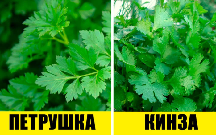 Кинза и петрушка