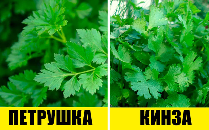 Кинза и петрушка