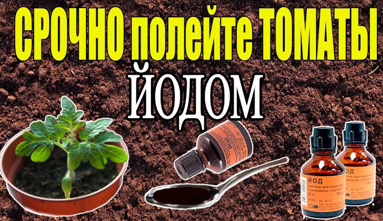 Йод для рассады томатов