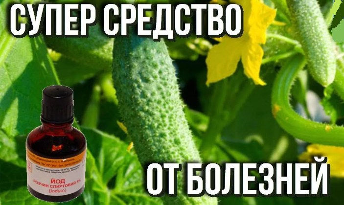 Вода с йодом для огурцов
