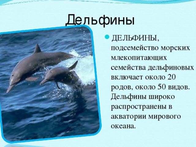 Дельфин рыба или млекопитающее — характеристика животного для урока биологии: чем отличается от рыбы, что ест, сколько живет, обитает?