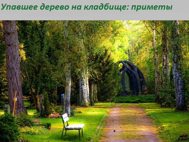Дерево упало на могилу, на памятник на кладбище: примета