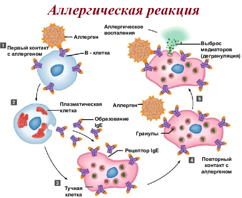 Аллергическая реакция