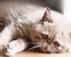 Приметы, связанные со смертью и болезнью кота, кошки. Если в доме неожиданно умирает, погибает кот: примета. Что значит, если в доме умирают кошки, животные один за другим? Что говорят, когда умирает кошка, кот?