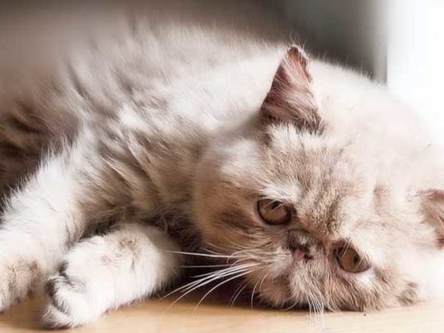 Приметы, связанные со смертью и болезнью кота, кошки. Если в доме неожиданно умирает, погибает кот: примета. Что значит, если в доме умирают кошки, животные один за другим? Что говорят, когда умирает кошка, кот?