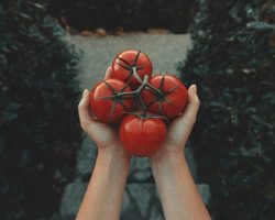 Почему нельзя есть помидоры при артрозе суставов? Как влияет соланин и щавелевая кислота в томатах на здоровье суставов?
