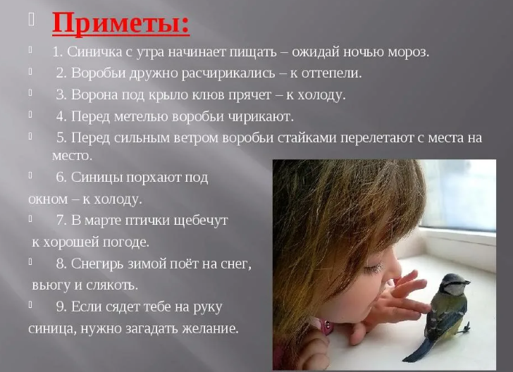 Приметы про птиц