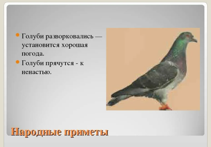Приметы про голубей