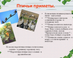Примета — раненая птица во дворе, на пороге, на балконе: к чему, что означает? Как сделать новость хорошей, привлечь счастье: как нейтрализовать действие примет про птиц?