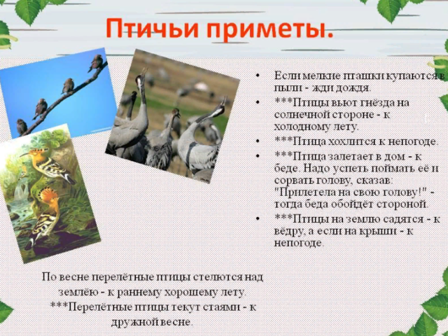Примета — раненая птица во дворе, на пороге, на балконе: к чему, что означает? Как сделать новость хорошей, привлечь счастье: как нейтрализовать действие примет про птиц?