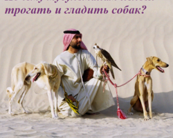 Почему мусульманам нельзя трогать и гладить собак? Почему мусульмане считают собаку грязным животным: что сказано в Коране, в каких случаях можно держать собаку?