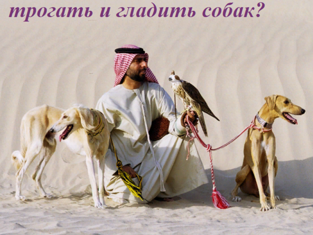 Почему мусульманам нельзя трогать и гладить собак? Почему мусульмане считают собаку грязным животным: что сказано в Коране, в каких случаях можно держать собаку?