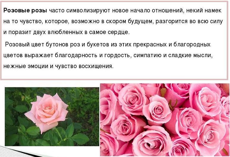 Розы