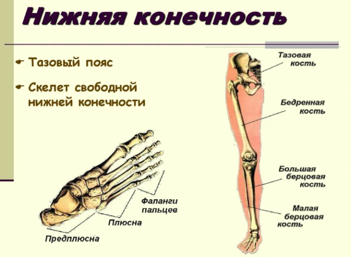 Нога человека — строение