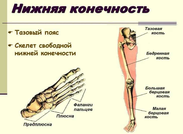 Нога человека — строение