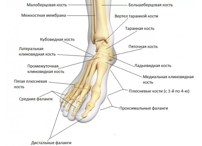 Кости ноги: строение, название