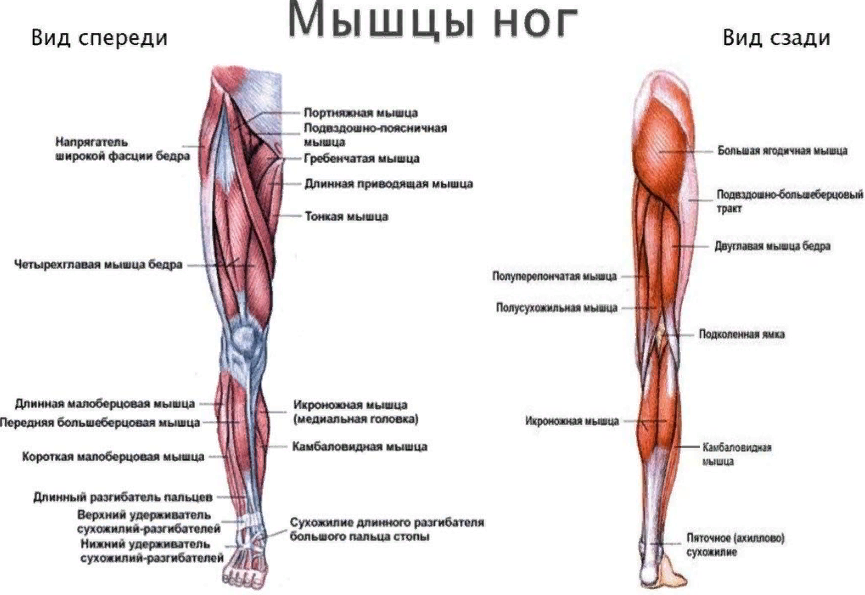 Мышцы ноги: строение, название