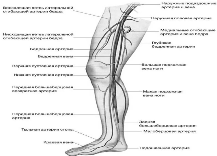 Сосуды ноги: строение, название