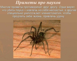 К чему постоянно преследуют пауки, часто вижу пауков: приметы. Правда ли, что постоянно попадаются пауки к сглазу? Почему нельзя убивать пауков, когда можно: суеверия