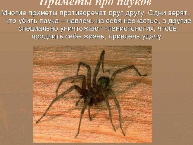 К чему постоянно преследуют пауки, часто вижу пауков: приметы. Правда ли, что постоянно попадаются пауки к сглазу? Почему нельзя убивать пауков, когда можно: суеверия