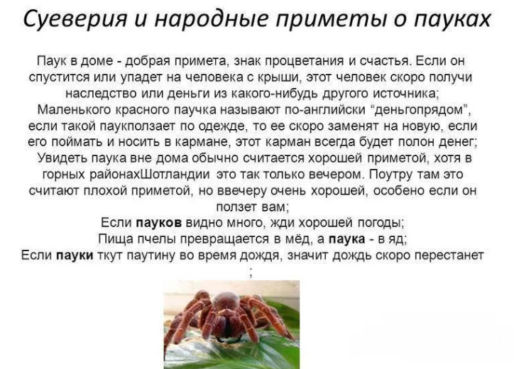 Приметы про пауков