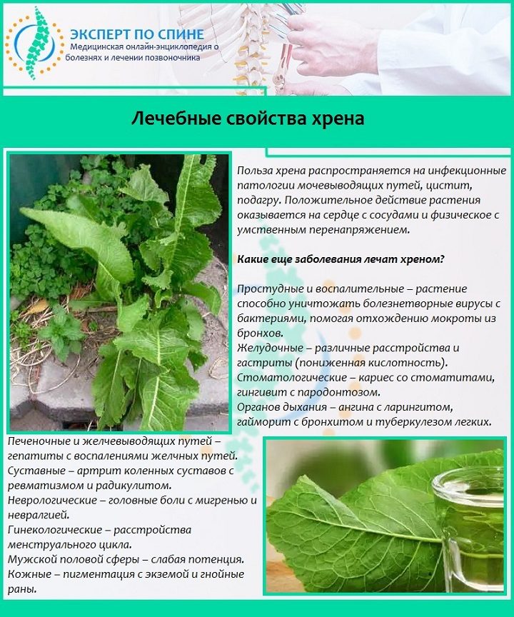 Лечебные свойства хрена
