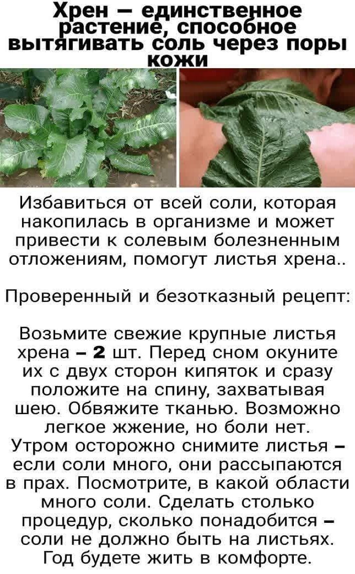 Лечебные листья