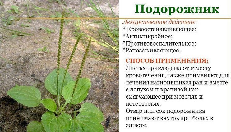 Подорожник прикладывают к ране, так как он заживляет