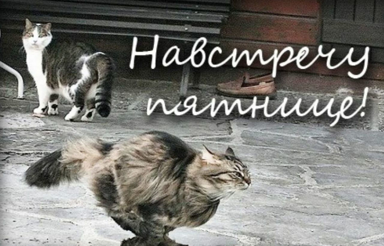 Приколы - пятница